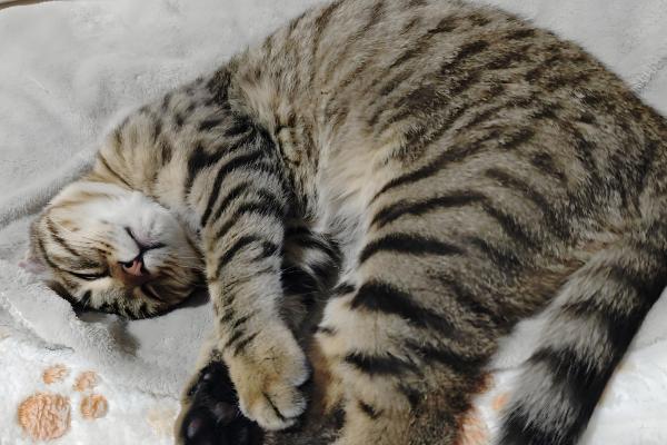 猫咪的眼睛红肿睁不开的原因，可能是受到异物刺激所致