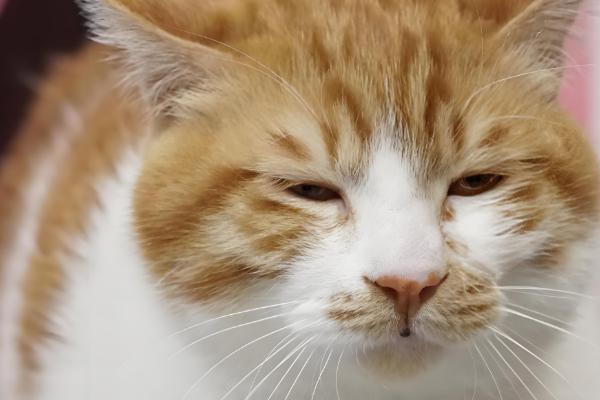 猫咪的眼睛红肿睁不开的原因，可能是受到异物刺激所致