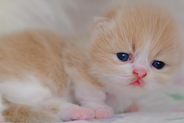 猫咪的眼睛红肿睁不开的原因，可能是受到异物刺激所致