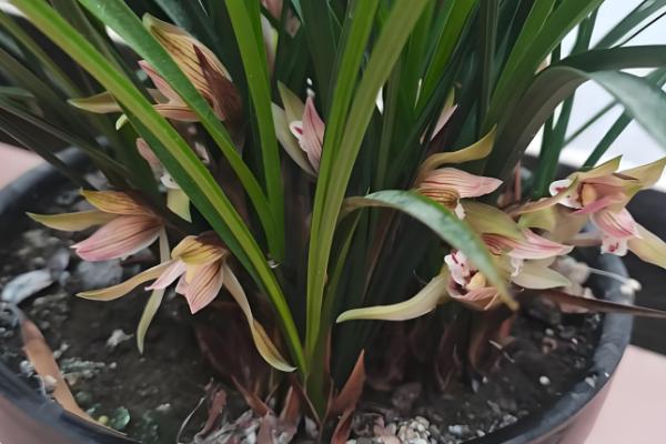 幽兰花的花语，寓意温文尔雅、清雅脱俗等