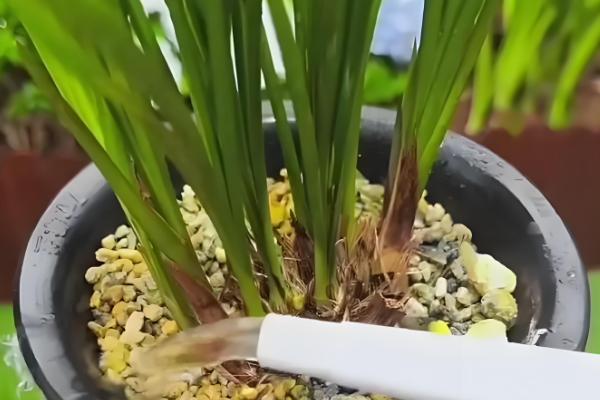 幽兰花的花语，寓意温文尔雅、清雅脱俗等