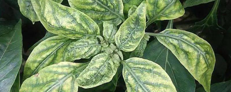 作物缺肥有什么症状，缺钾时下部叶片会发黄