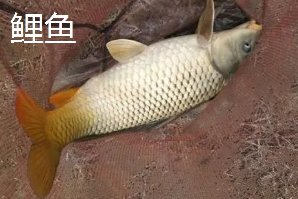 老红薯是什么,是一款薯香型商品饵料