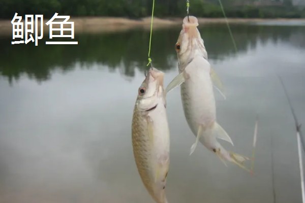 老红薯是什么,是一款薯香型商品饵料