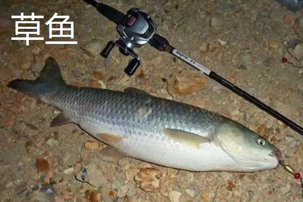 老红薯是什么,是一款薯香型商品饵料