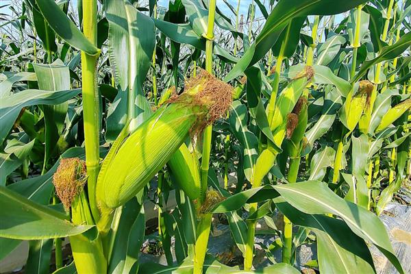 春玉米的种植方法，1亩地大概种植5000株左右