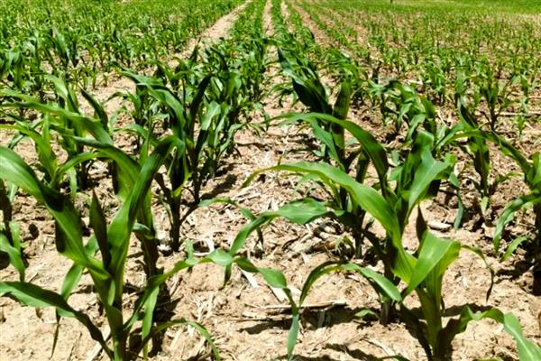 春玉米的种植方法，1亩地大概种植5000株左右