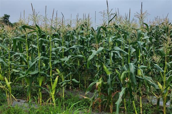 春玉米的种植方法，1亩地大概种植5000株左右