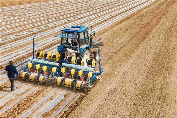 春玉米的种植方法，1亩地大概种植5000株左右