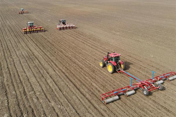 春玉米的种植方法，1亩地大概种植5000株左右