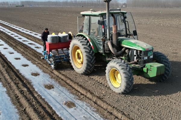 春玉米的种植方法，1亩地大概种植5000株左右