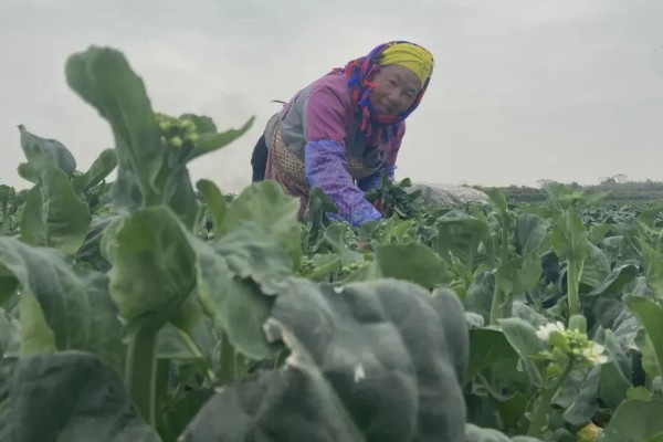 芥蓝能不能用冰箱保存,用保鲜膜包裹后再冷藏