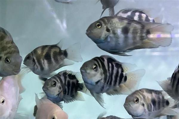 迷你鹦鹉鱼缸霸如何解决，可分开饲养或在缸内放置躲避屋