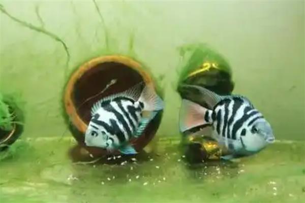 迷你鹦鹉鱼缸霸如何解决，可分开饲养或在缸内放置躲避屋