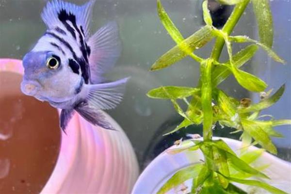 迷你鹦鹉鱼缸霸如何解决，可分开饲养或在缸内放置躲避屋