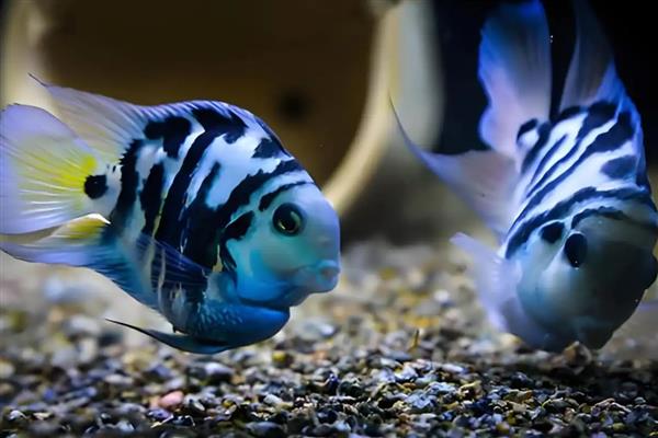 迷你鹦鹉鱼缸霸如何解决，可分开饲养或在缸内放置躲避屋