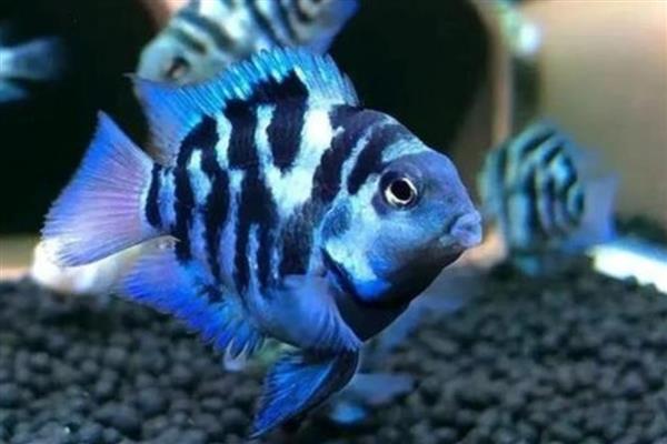 迷你鹦鹉鱼缸霸如何解决，可分开饲养或在缸内放置躲避屋