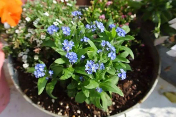 勿忘我的种植时间，春秋季节可提高发芽率