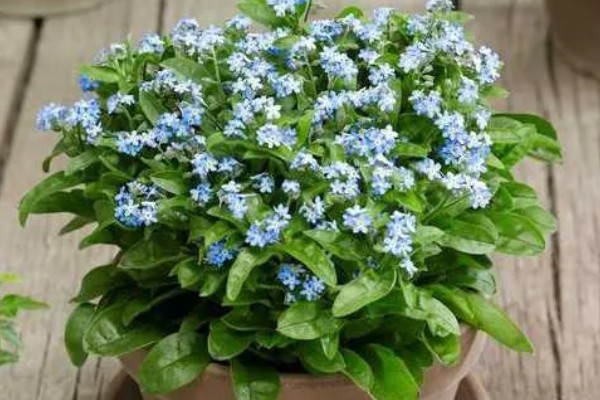 勿忘我的种植时间，春秋季节可提高发芽率