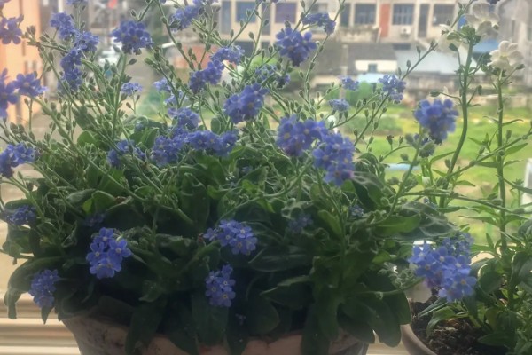 勿忘我的种植时间，春秋季节可提高发芽率