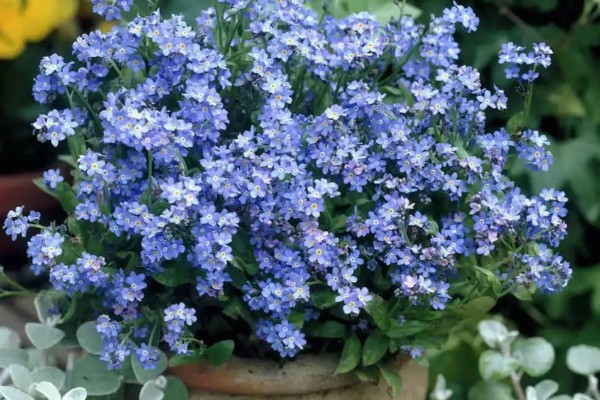 勿忘我的种植时间，春秋季节可提高发芽率