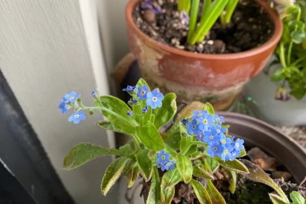 勿忘我的种植时间，春秋季节可提高发芽率