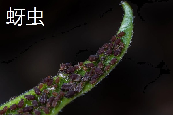 勿忘我的种植时间，春秋季节可提高发芽率