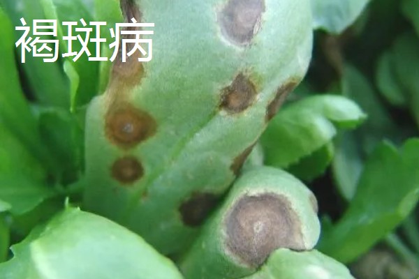 勿忘我的种植时间，春秋季节可提高发芽率