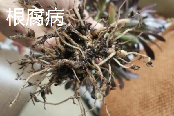 勿忘我的种植时间，春秋季节可提高发芽率
