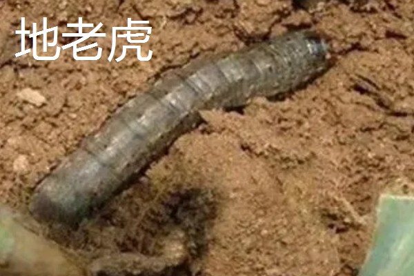 勿忘我的种植时间，春秋季节可提高发芽率