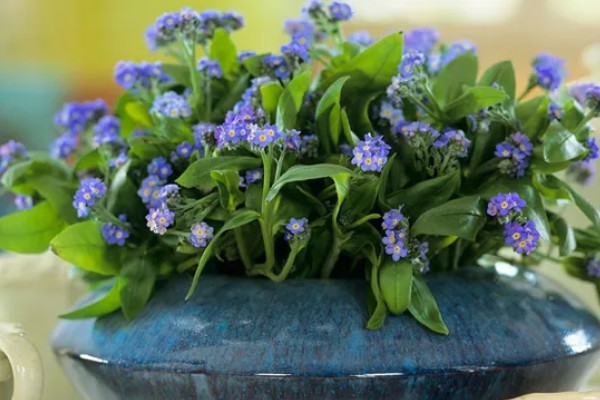勿忘我的种植时间，春秋季节可提高发芽率