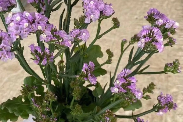 勿忘我的种植时间，春秋季节可提高发芽率