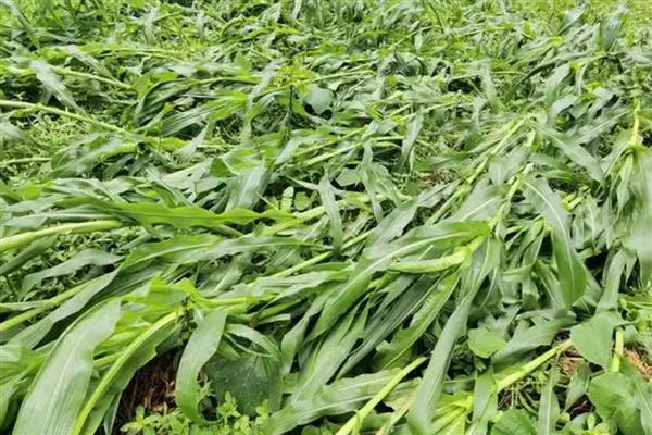 农作物使用哪种肥过多易倒伏,是指氮肥