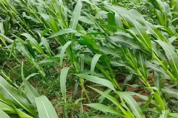 农作物使用哪种肥过多易倒伏,是指氮肥