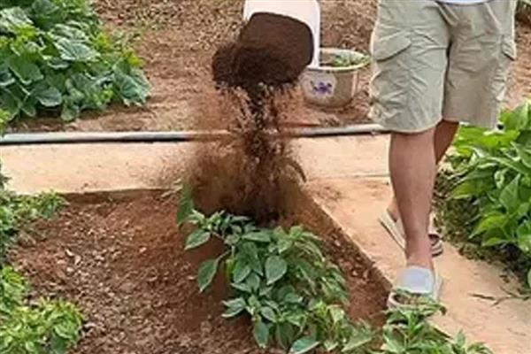 农作物使用哪种肥过多易倒伏,是指氮肥