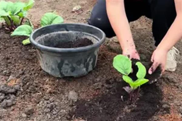 农作物使用哪种肥过多易倒伏,是指氮肥