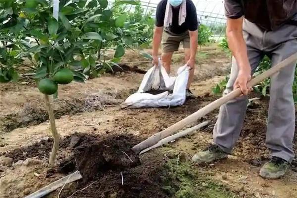 农作物使用哪种肥过多易倒伏,是指氮肥