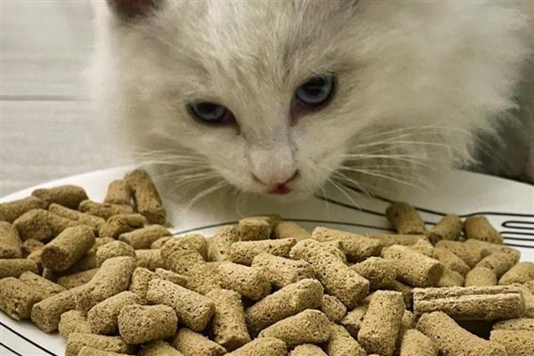 猫咪吃零食冻干能发腮吗,可以起到一定的促进发腮的作用