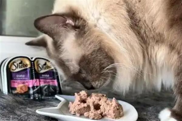 猫咪吃零食冻干能发腮吗,可以起到一定的促进发腮的作用