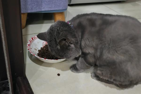 猫咪吃零食冻干能发腮吗,可以起到一定的促进发腮的作用