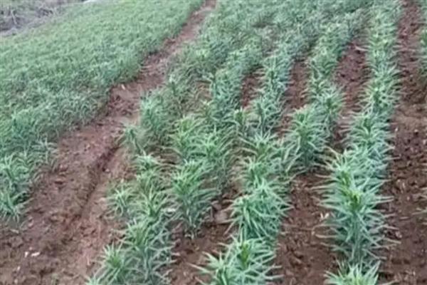 百合的栽培管理要点，可在7-9月进行栽种