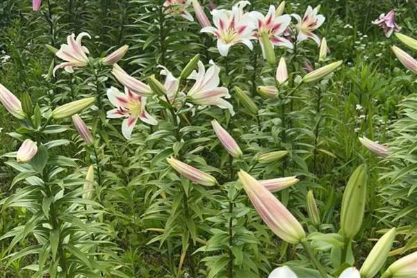 百合的栽培管理要点，可在7-9月进行栽种