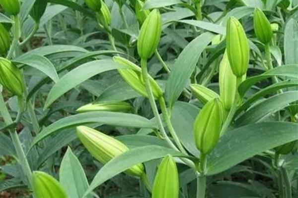 百合的栽培管理要点，可在7-9月进行栽种