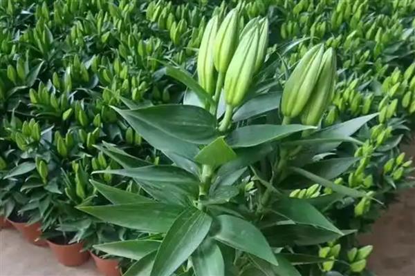 百合的栽培管理要点，可在7-9月进行栽种