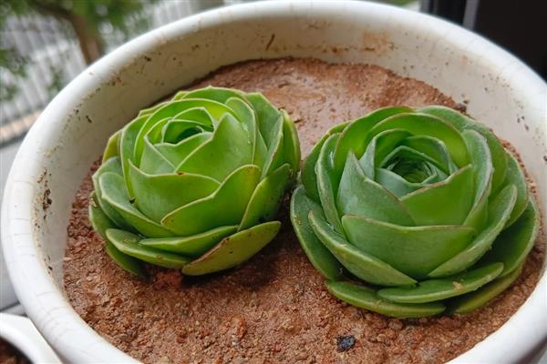 如何繁殖鸡蛋玫瑰多肉，以下三种方式都可以选择