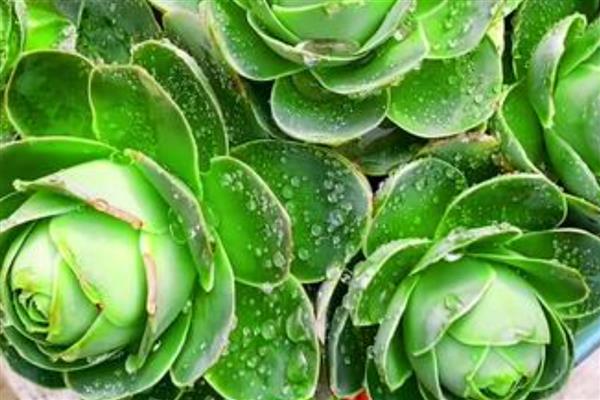 如何繁殖鸡蛋玫瑰多肉，以下三种方式都可以选择