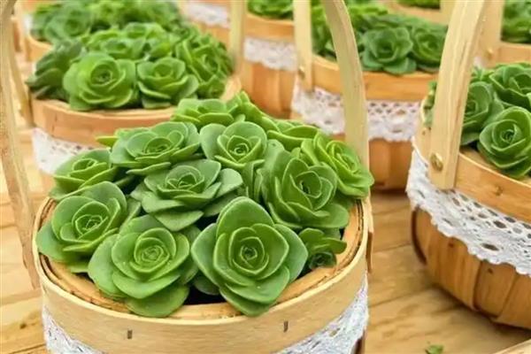 如何繁殖鸡蛋玫瑰多肉，以下三种方式都可以选择