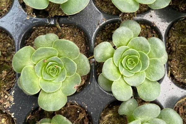 如何繁殖鸡蛋玫瑰多肉，以下三种方式都可以选择