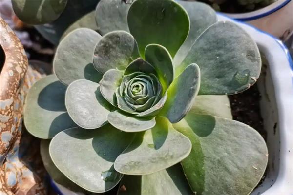 如何繁殖鸡蛋玫瑰多肉，以下三种方式都可以选择