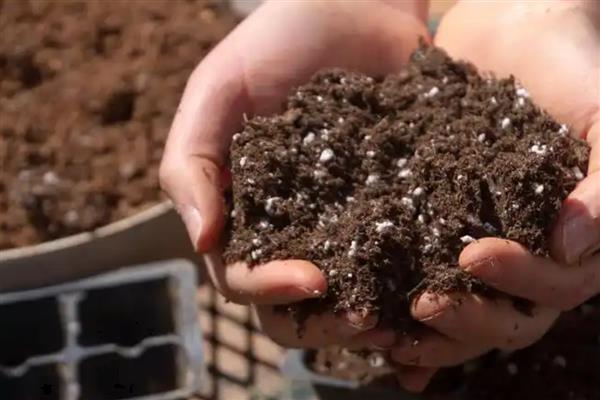 如何繁殖鸡蛋玫瑰多肉，以下三种方式都可以选择